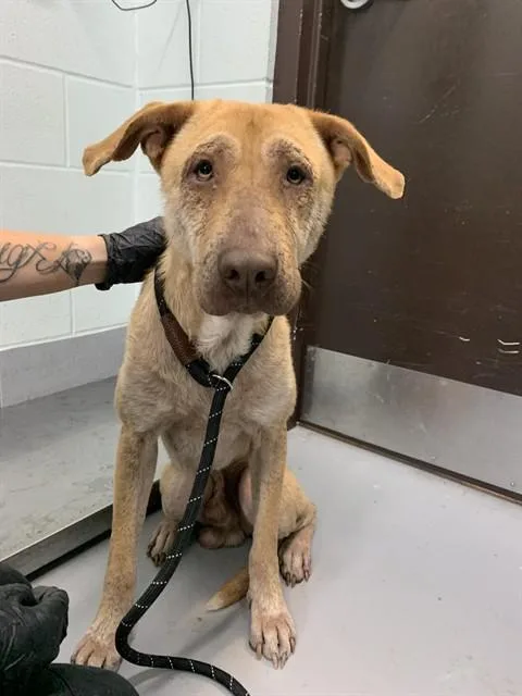 An adult large-sized male Labrador Retriever dog named Blue for adoption in Corpus Christi, TX