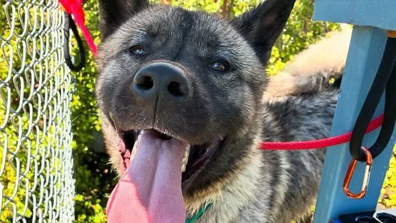 A young large-sized male Akita dog named Ace for adoption in Romoland, CA