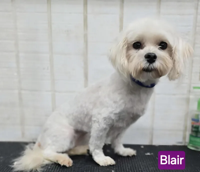 An adult small-sized female White / Cream Maltese dog named Blair for adoption in Wheelersburg, OH