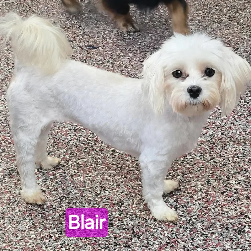 Blair thumbnail 2