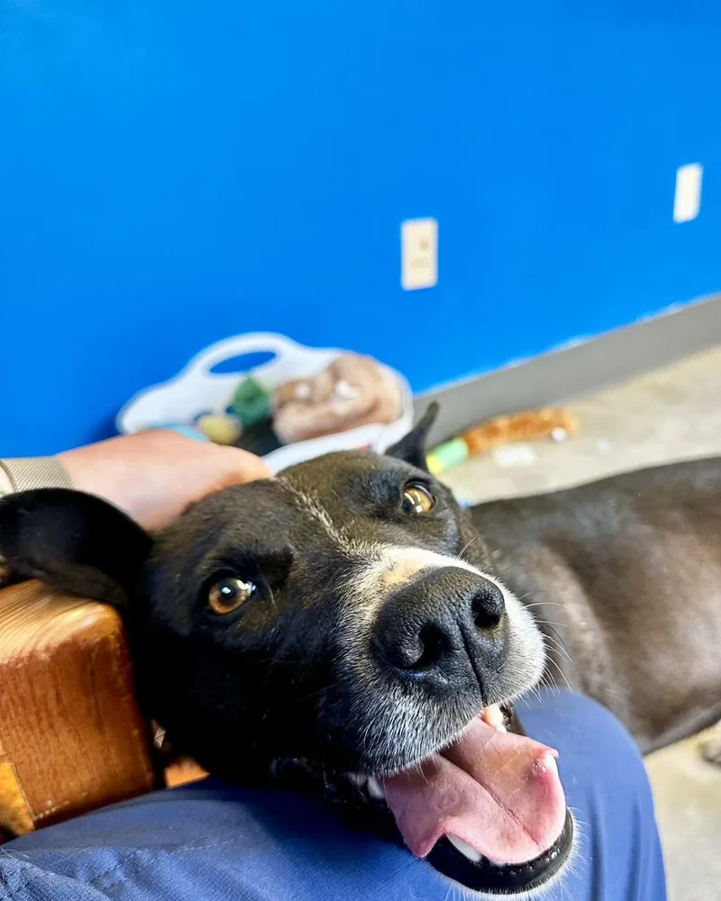 An adult medium-sized female Black Mixed Breed dog named Joplin for adoption in Millersburg, OH