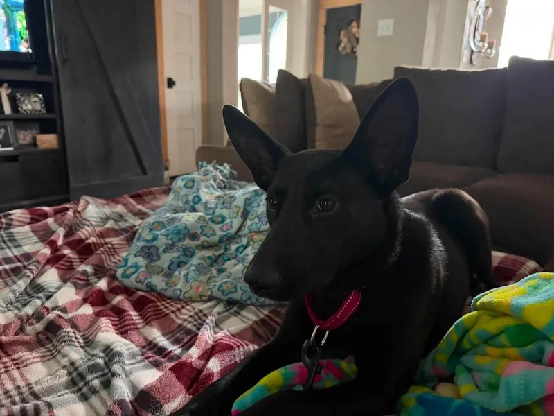 A young medium-sized female Black German Shepherd Dog dog named Kya for adoption in Sealy, TX