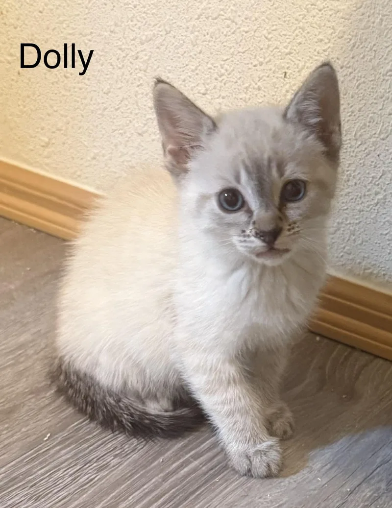 Dolly