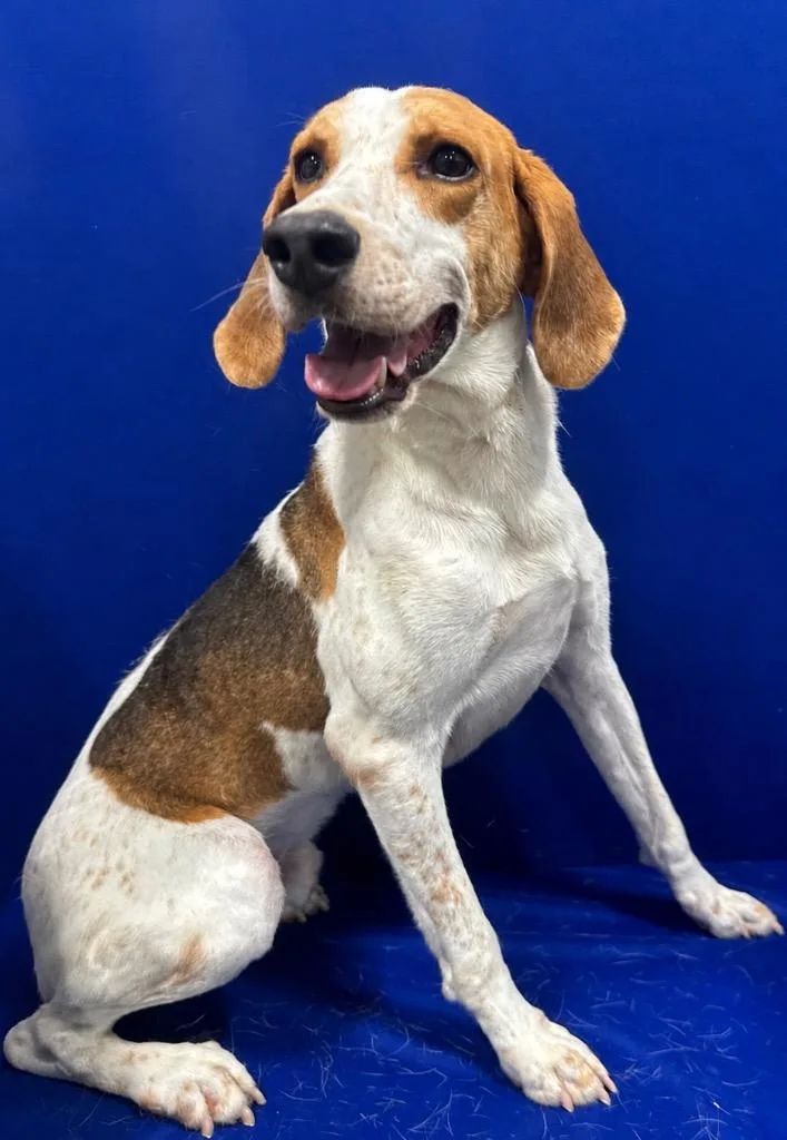 A young large-sized male Hound dog named Pony Boy for adoption in Ruston, LA