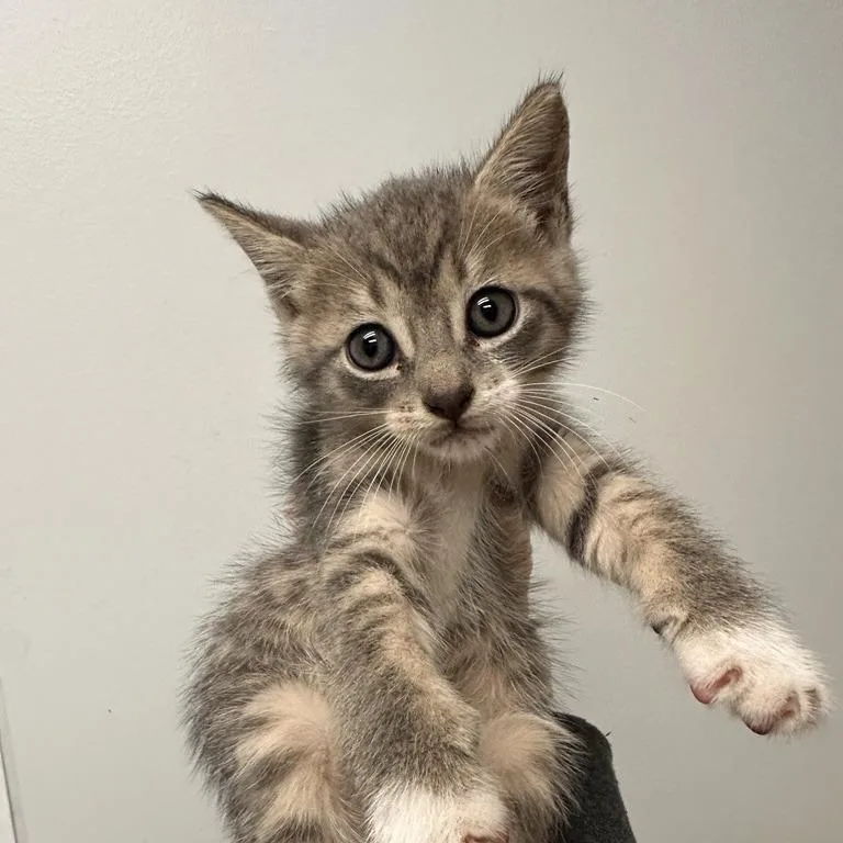 A baby small-sized male Domestic Short Hair cat named Cody for adoption in Jacksonville, FL