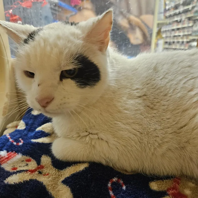 A senior small-sized male Domestic Short Hair cat named Patches for adoption in Grantsville, UT