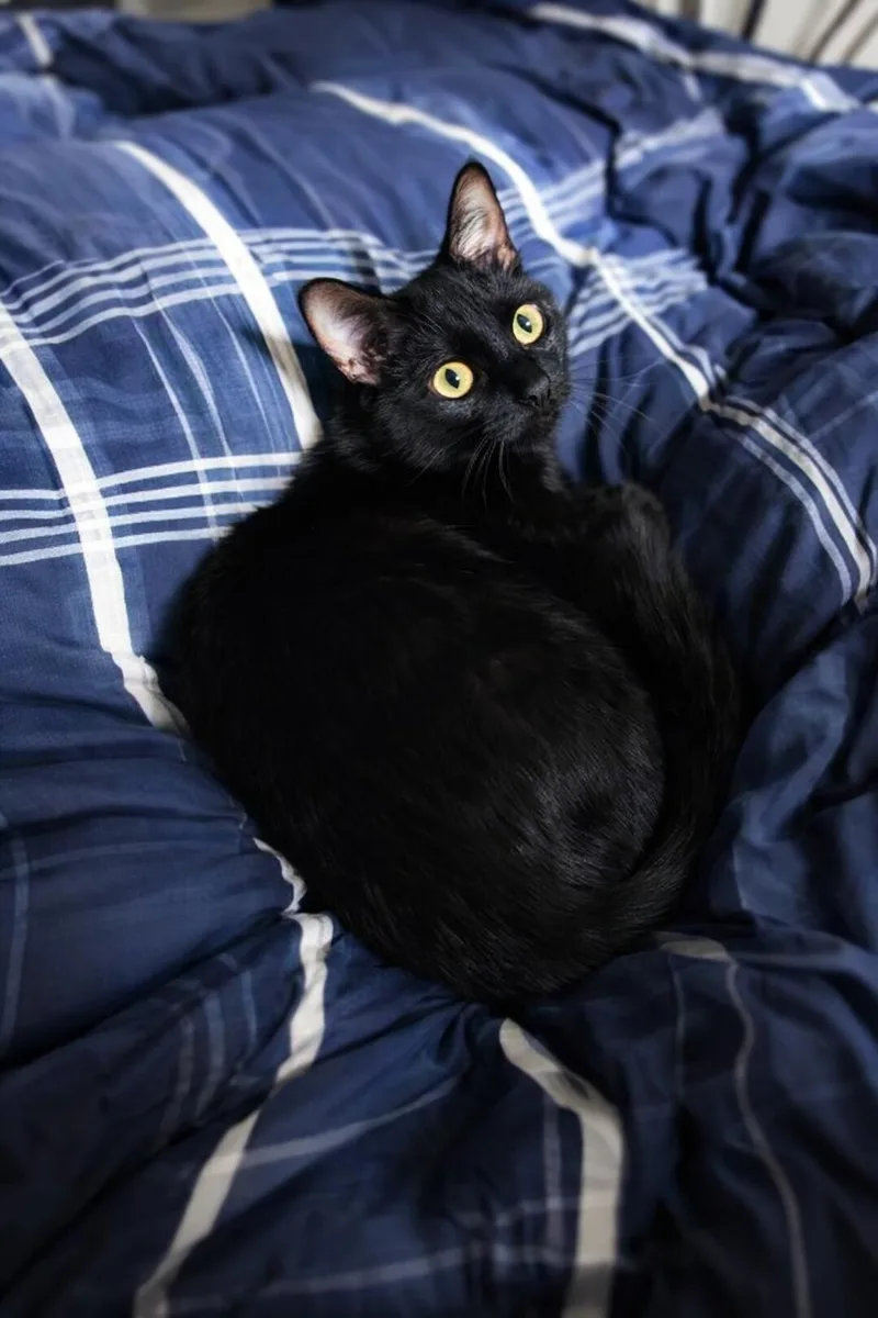 A young medium-sized female Black Domestic Short Hair cat named Luigi for adoption in Pineville, LA