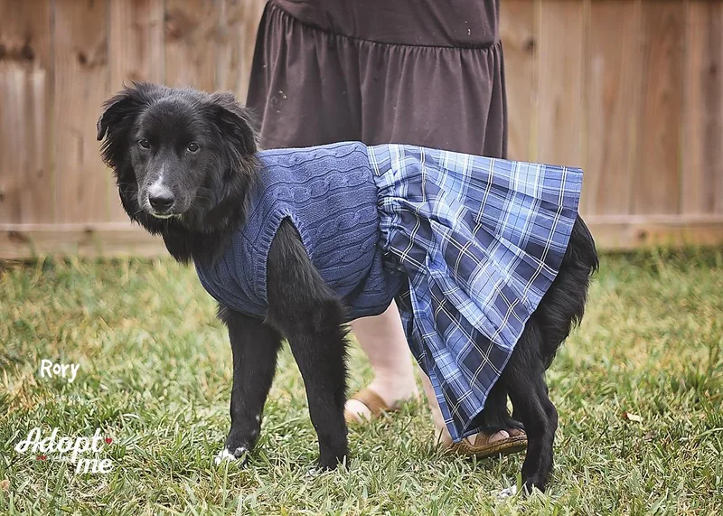 A young medium-sized female German Shepherd Dog dog named Rory for adoption in Kingwood, TX