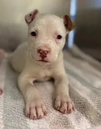A young large-sized female Pit Bull Terrier dog named Plushie for adoption in Kansas City, MO
