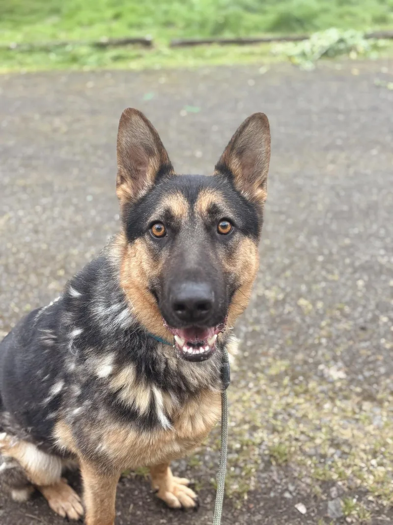 A young large-sized male German Shepherd Dog dog named Buddy for adoption in santa monica, CA
