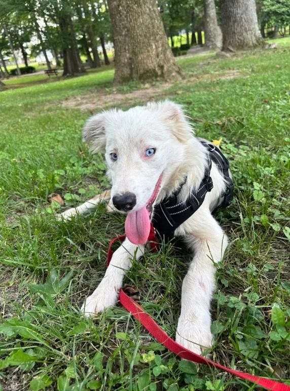 A young medium-sized male Merle (Blue) Australian Shepherd dog named Skylar for adoption in Joppa, AL