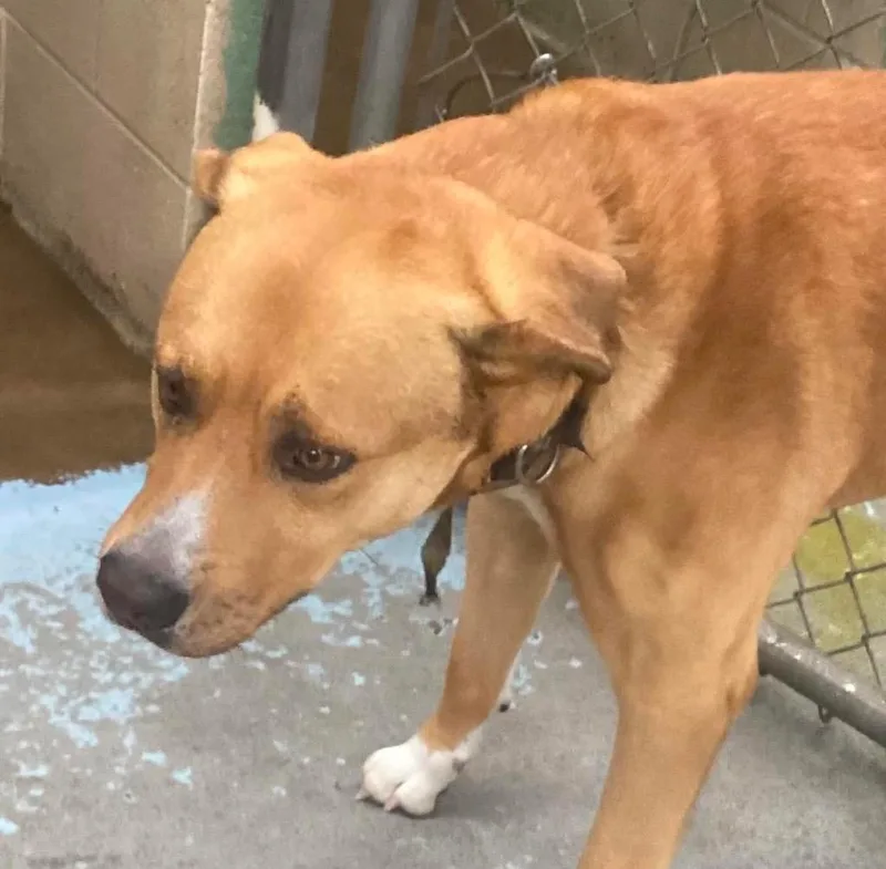 An adult large-sized male Labrador Retriever dog named Jack for adoption in Beebe, AR