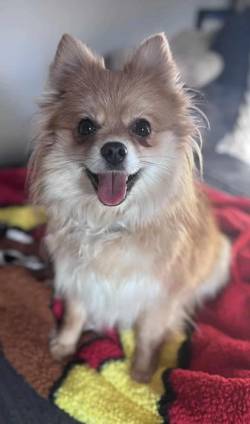 An adult small-sized female Pomeranian dog named Lacey for adoption in Delmar, NY
