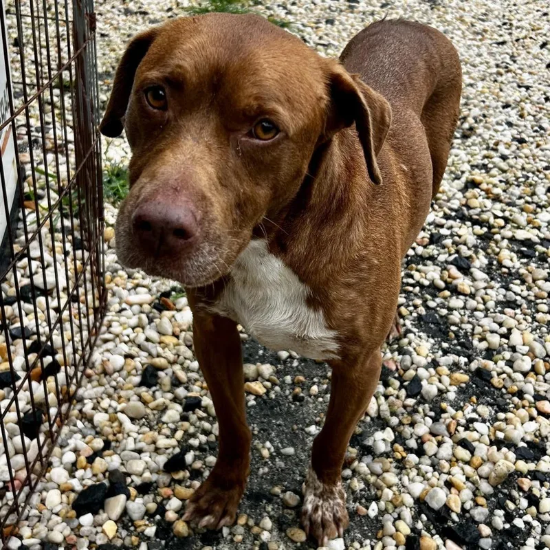 An adult medium-sized female Brown / Chocolate Mixed Breed dog named Bailey for adoption in Spruce Pine, NC