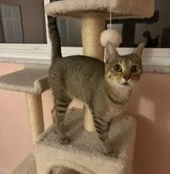 Francine