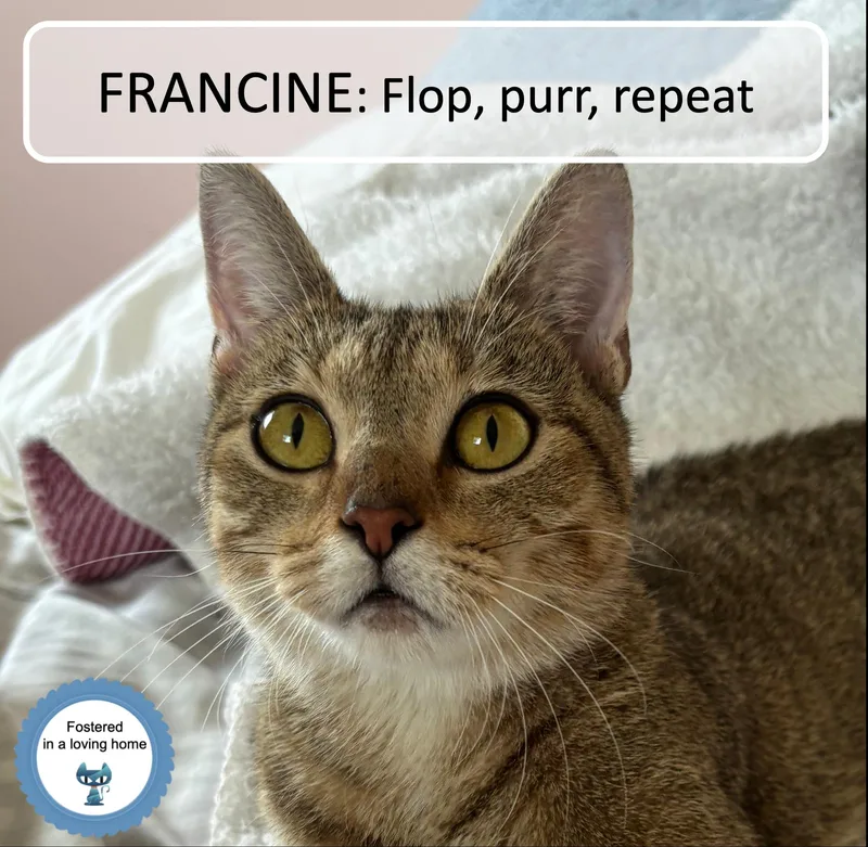 Francine thumbnail 5