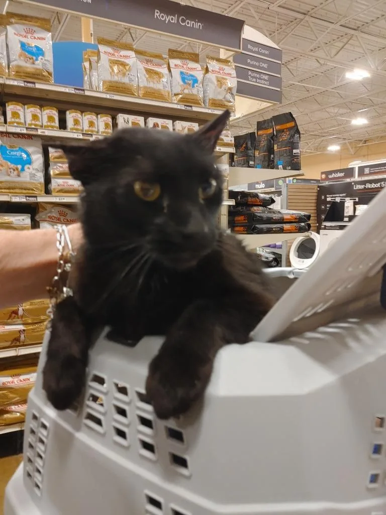 A young medium-sized male Black Domestic Short Hair cat named Jagger for adoption in Shawnee, KS