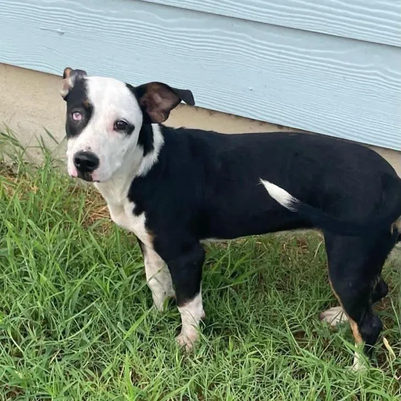 A young medium-sized female Black Pit Bull Terrier dog named Patches for adoption in Floresville, TX