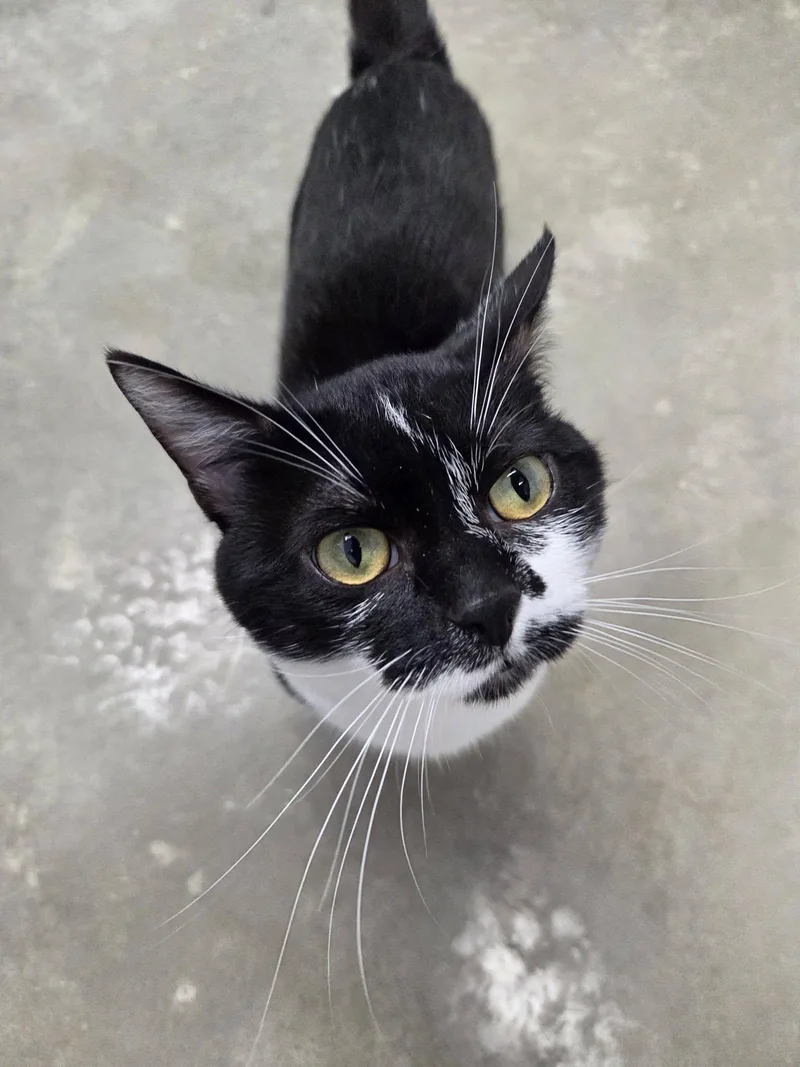 An adult large-sized male Black & White / Tuxedo Domestic Short Hair cat named Zipper for adoption in Chilton, WI