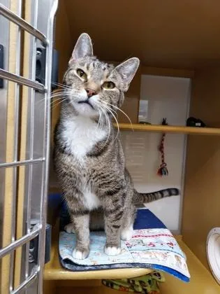 An adult small-sized male Domestic Short Hair cat named Rupert for adoption in Phoenix, AZ