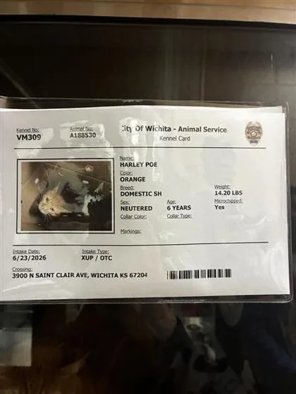 An adult medium-sized male Orange / Red Domestic Short Hair cat named Harley for adoption in Wichita, KS