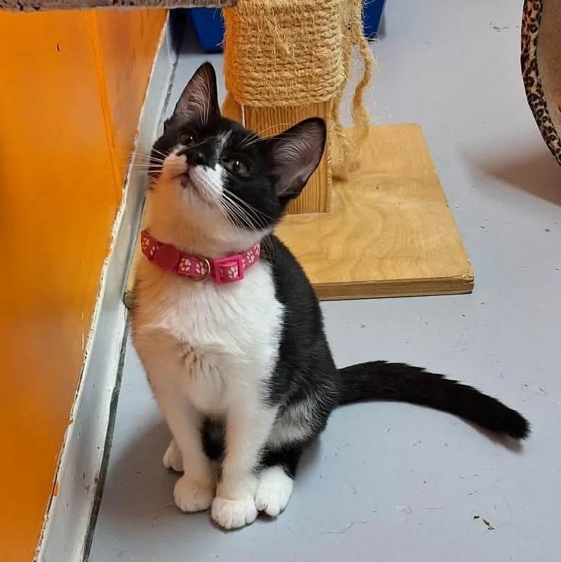 A baby medium-sized female Domestic Short Hair cat named Tootsie for adoption in St. Maries, ID