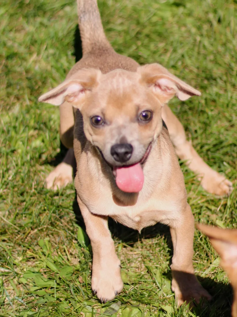A baby small-sized female Puggle dog named Goby for adoption in Battle Creek, MI