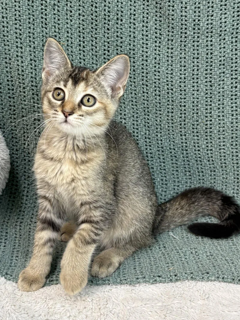 A baby medium-sized female Brown / Chocolate Domestic Short Hair cat named Cricket for adoption in Wetumpka, AL