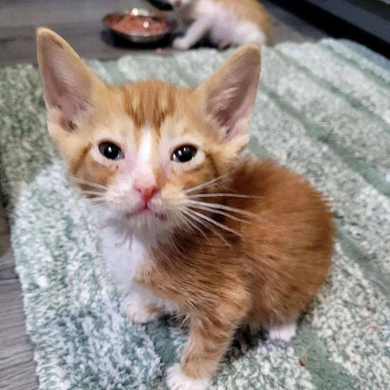 A baby small-sized male Domestic Short Hair cat named Maxwell for adoption in Allyn, WA