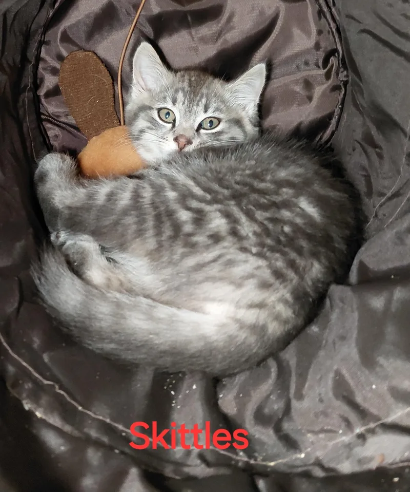 A young medium-sized female Gray / Blue / Silver Domestic Medium Hair cat named Skittles for adoption in Bethpage, NY