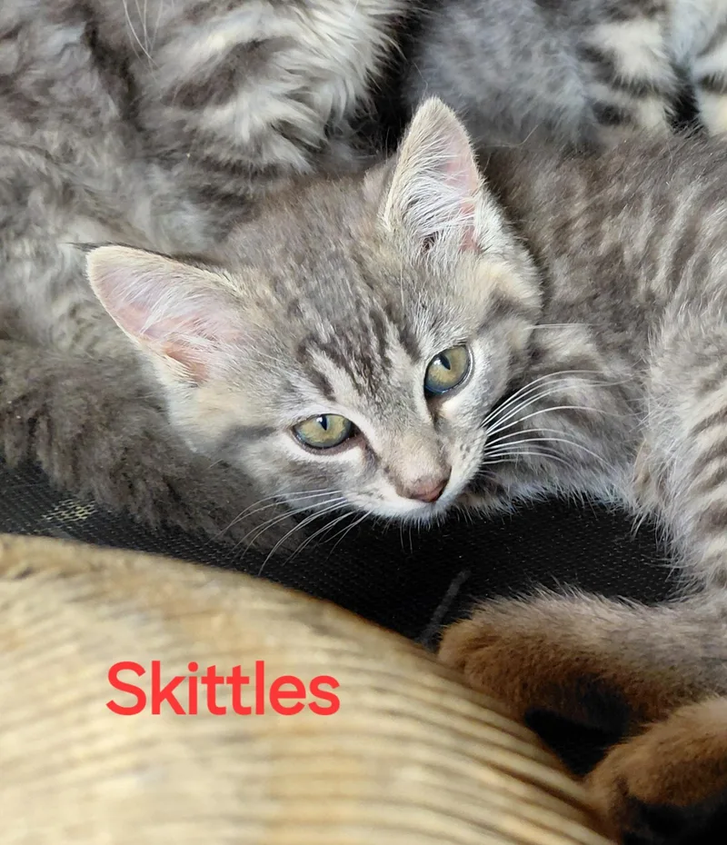 Skittles thumbnail 2