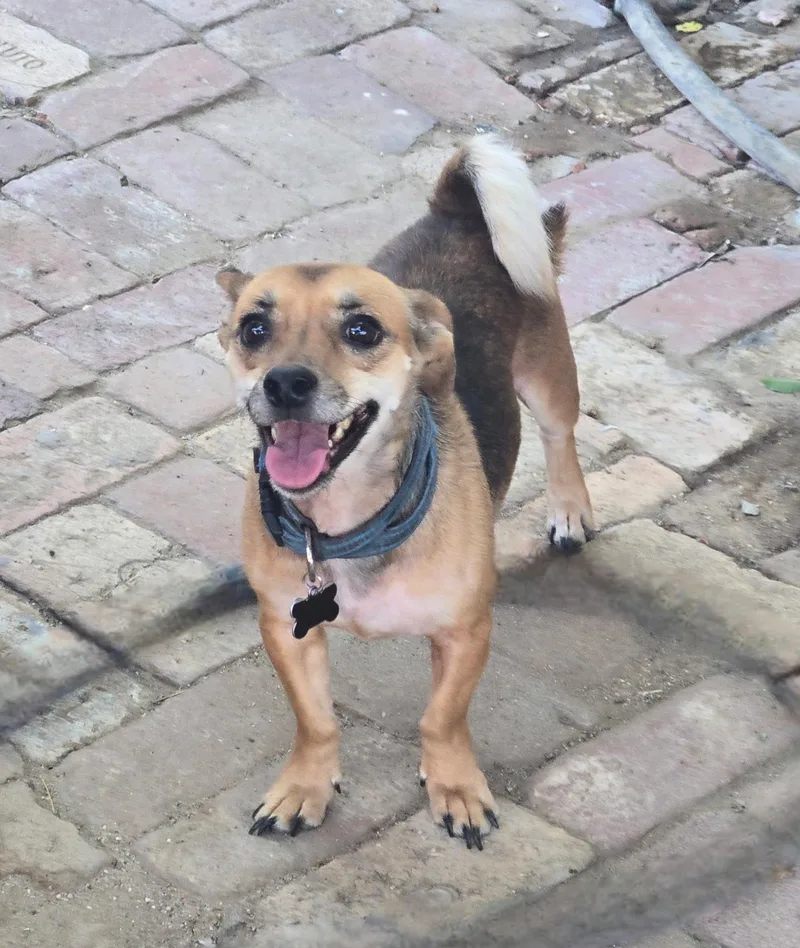 An adult small-sized male Black Chihuahua dog named Zack Woofs for adoption in Thousand Oaks, CA