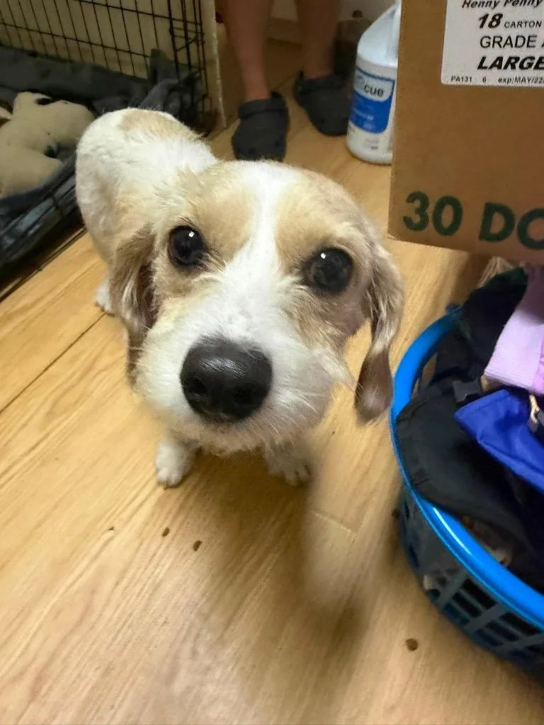 An adult small-sized female Bichon Frise dog named Mary Jane for adoption in Pine Grove, PA