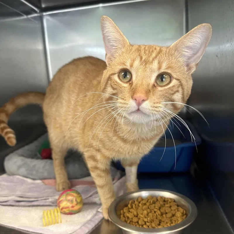 An adult medium-sized male Orange / Red Domestic Short Hair cat named Mr. Frog for adoption in Columbia Station, OH