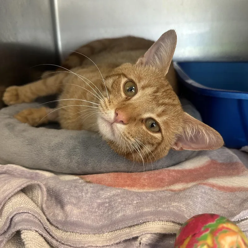 Mr. Frog thumbnail 2