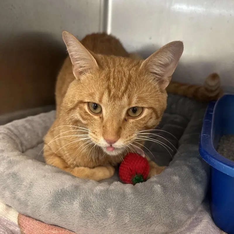 Mr. Frog thumbnail 3