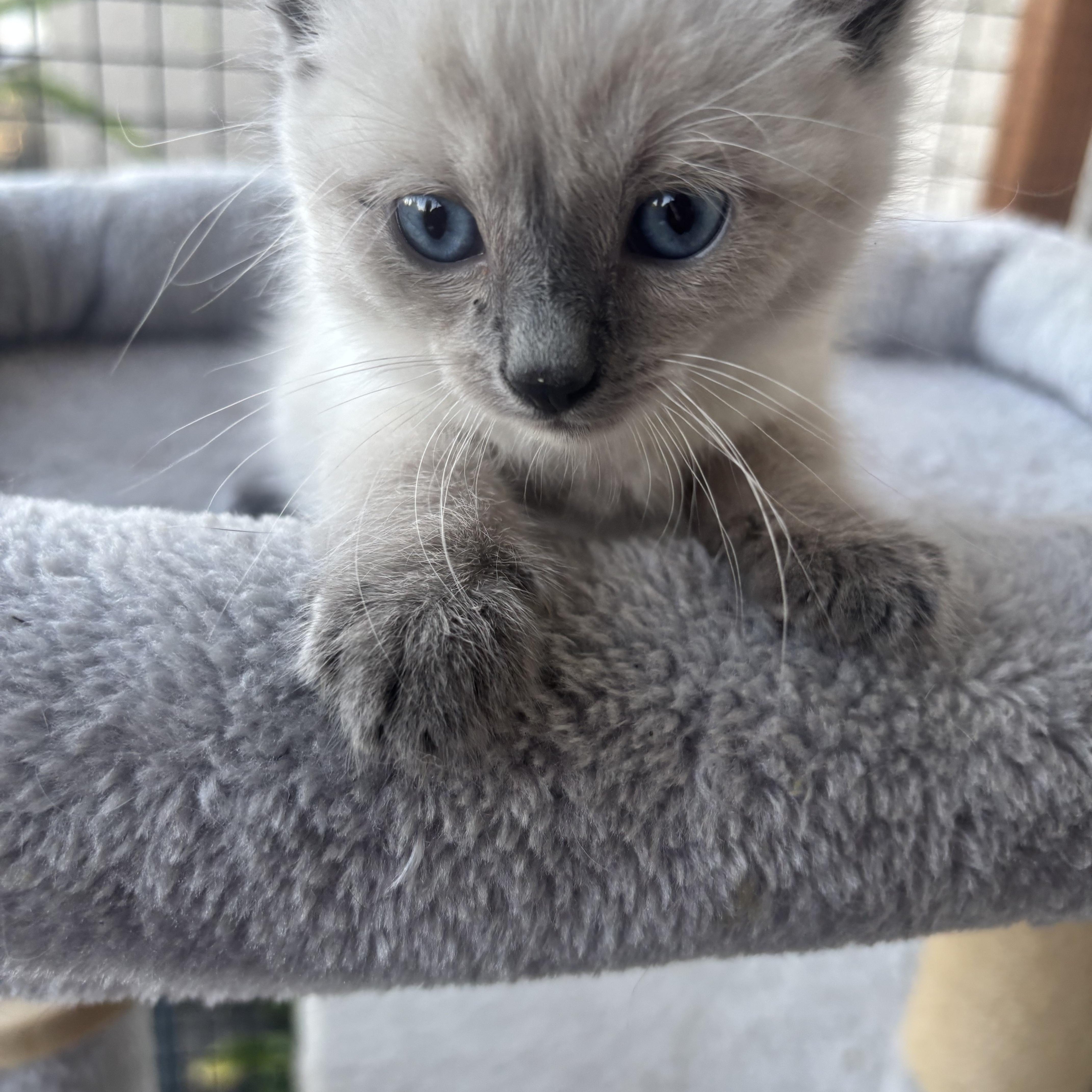 A baby small-sized male Snowshoe cat named Romeo for adoption in Costa Mesa, CA