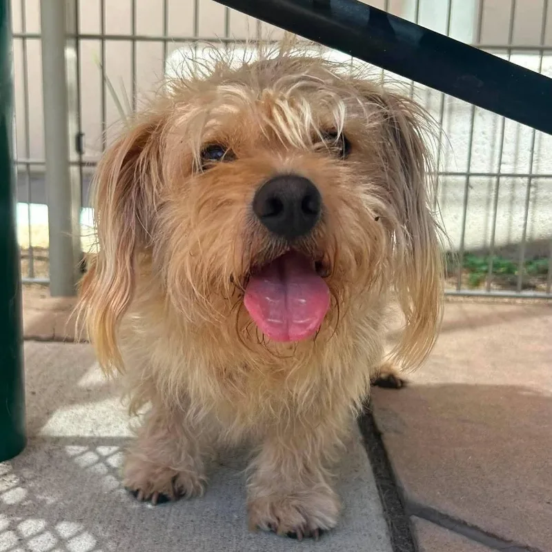An adult medium-sized male Yellow / Tan / Blond / Fawn Terrier dog named Papa Smurf for adoption in San Pablo, CA