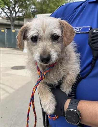 An adult small-sized female Terrier dog named Enriqua for adoption in Sacramento, CA