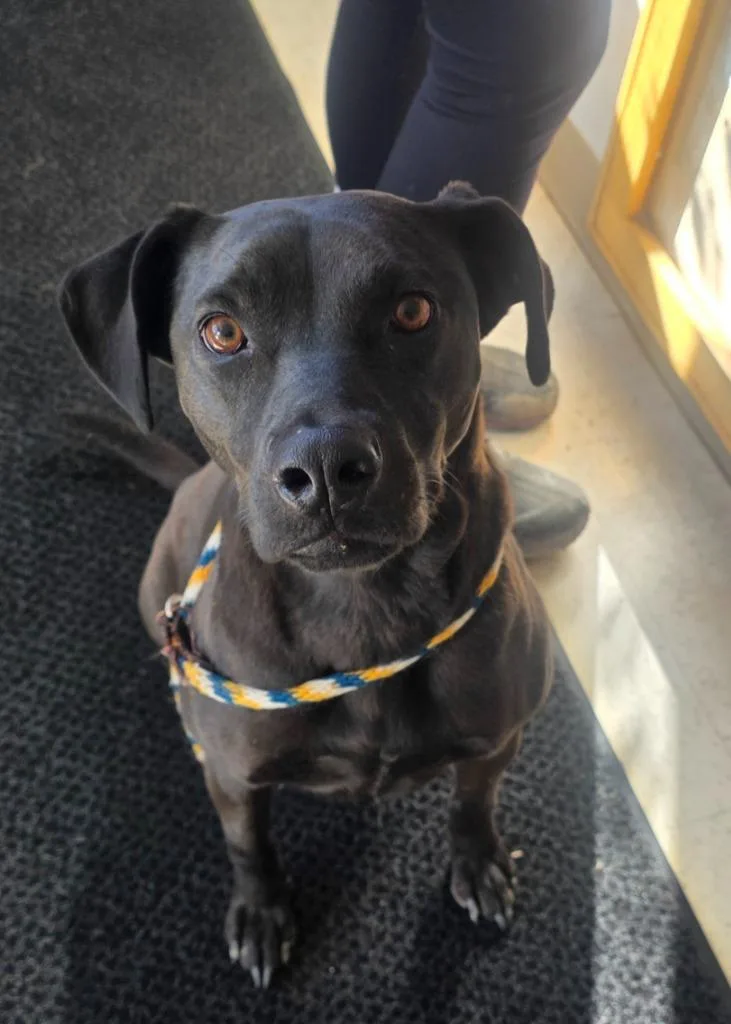 An adult medium-sized female Mixed Breed dog named Dessa for adoption in Green River, WY