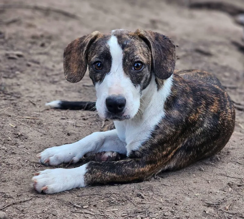 A young medium-sized male Brindle Mountain Cur dog named Shade for adoption in Fort Payne, AL