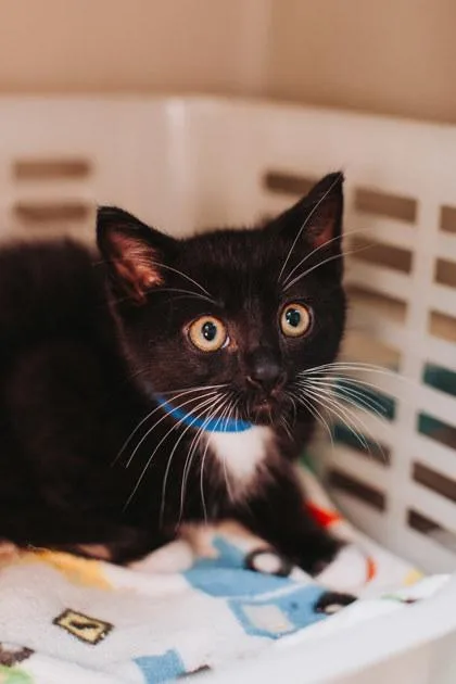 A young small-sized male Domestic Short Hair cat named A Minisopetco North Charleston for adoption in North Charleston, SC