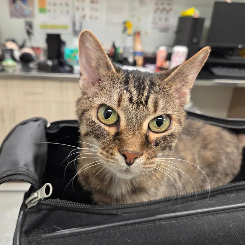 An adult medium-sized female Brown / Chocolate Domestic Short Hair cat named Zelda for adoption in Chattanooga, TN