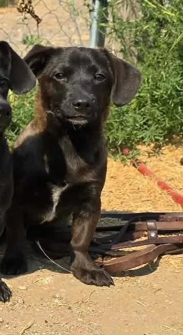 A young small-sized male Dachshund dog named Dweller RIDGE DOG IN for adoption in Othello, WA