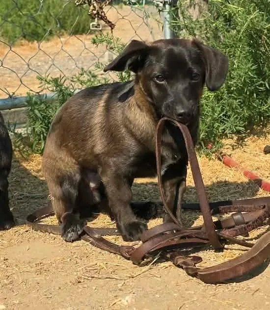 Dweller RIDGE DOG IN thumbnail 2