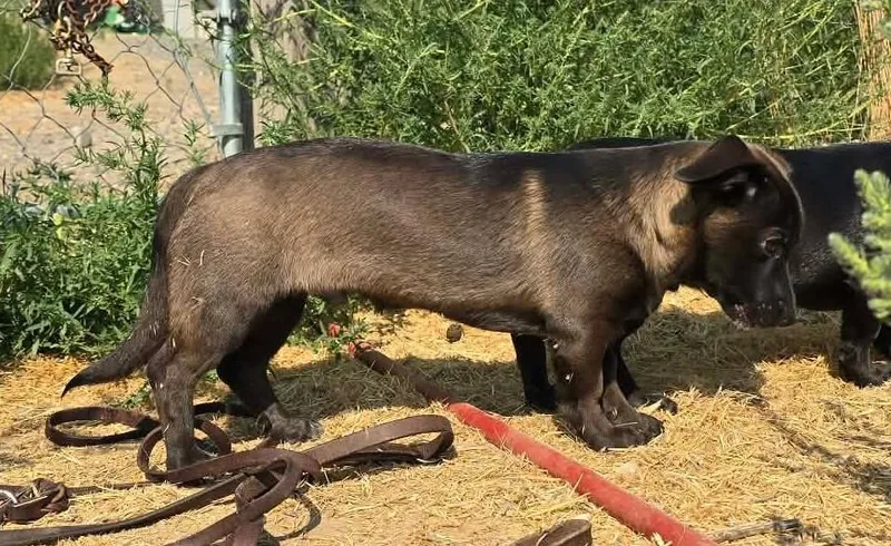 Dweller RIDGE DOG IN thumbnail 6