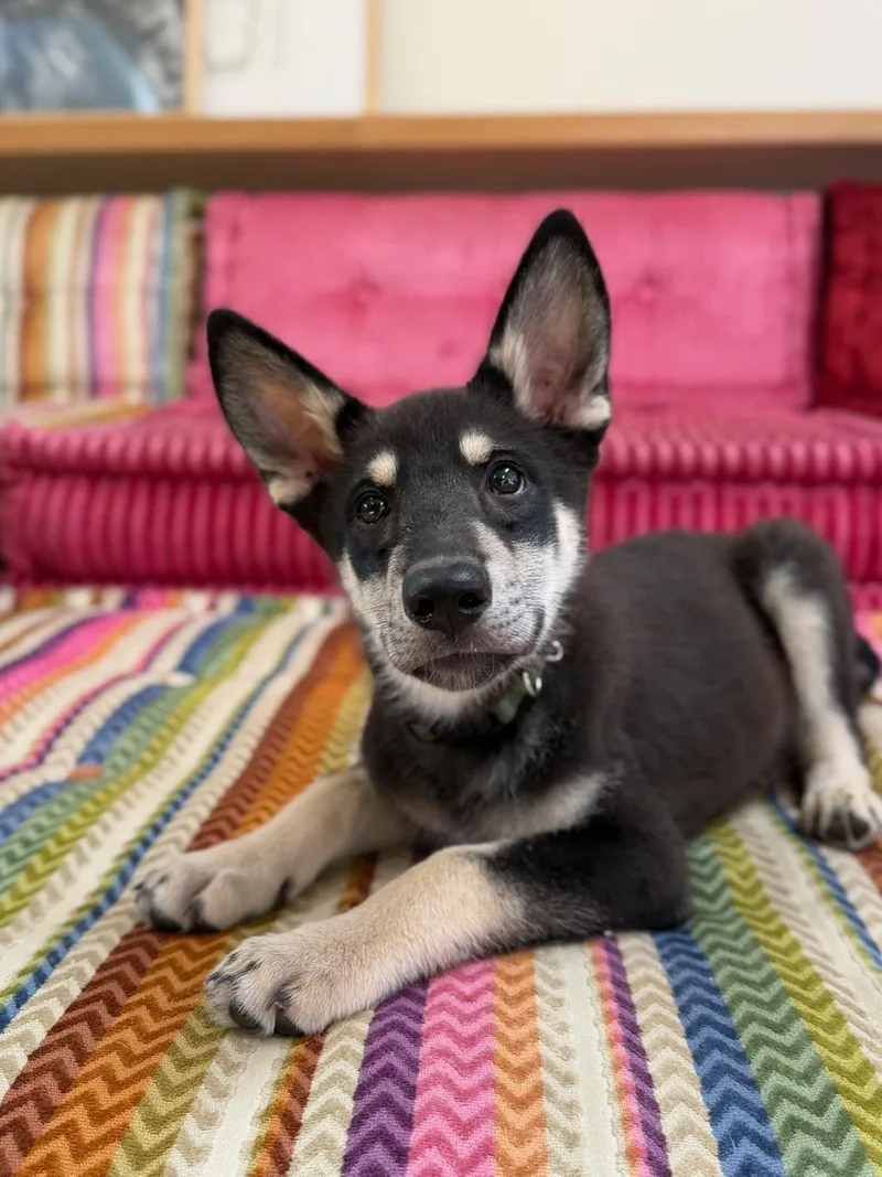 A baby medium-sized male Black German Shepherd Dog dog named Maverick for adoption in Los Angeles, CA