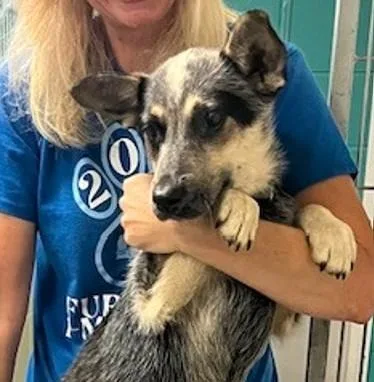 An adult small-sized female Mixed Breed dog named Karlie for adoption in Madison, NJ