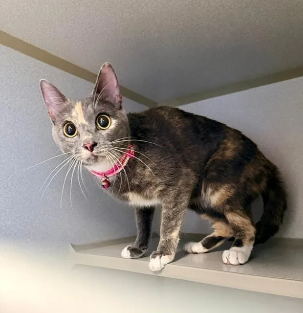 A baby medium-sized female Calico Domestic Short Hair cat named Malmal for adoption in Winter Haven, FL