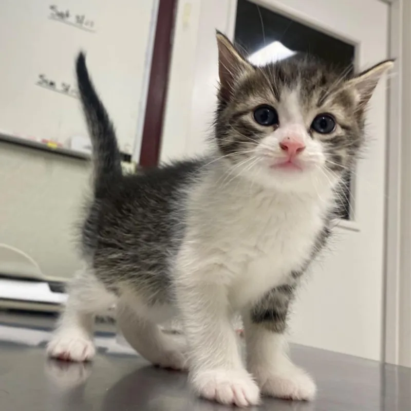 Finn